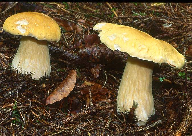nebrodi:Boletus phalloi....deus